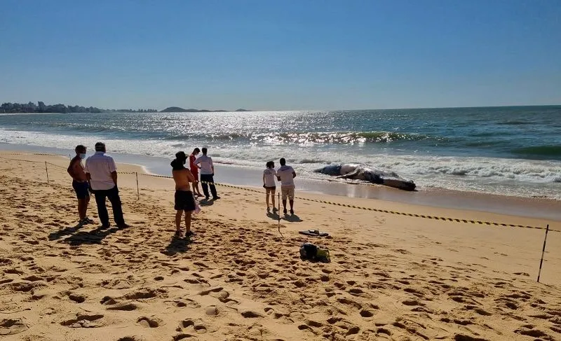 Pessoas observam o animal morto na beira da praia