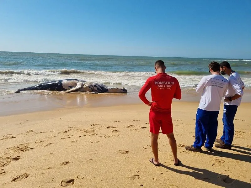 Imagem ilustrativa da imagem VÍDEO | Baleia-jubarte de mais de 10 metros é encontrada morta em Guarapari