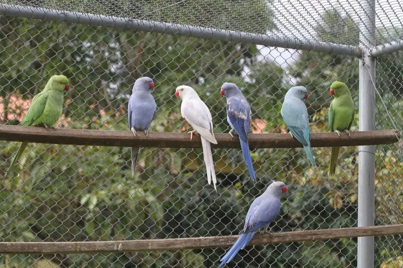 Imagem ilustrativa da imagem Empresas criam de aves exóticas a ratos de estimação