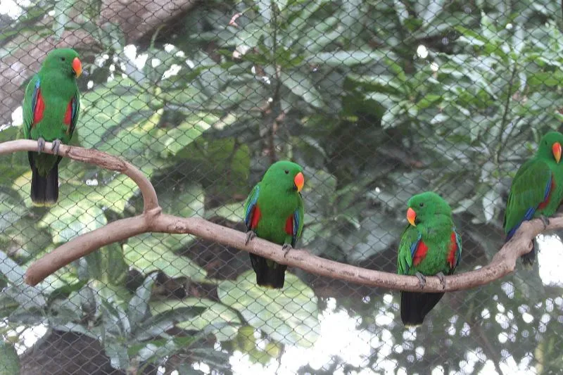 Imagem ilustrativa da imagem Empresas criam de aves exóticas a ratos de estimação