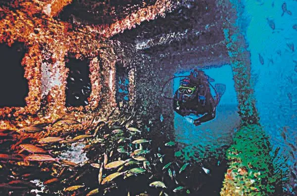 Imagem ilustrativa da imagem Descobertas 200 espécies em navios encalhados