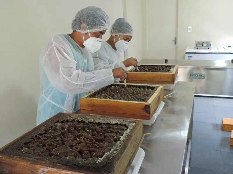 Imagem ilustrativa da imagem "Mel gourmet" feito por índios de Aracruz faz sucesso até fora do Estado