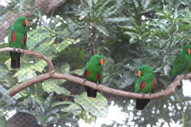 Empresas criam bichos inusitados e pássaros que valem até R$ 15 mil