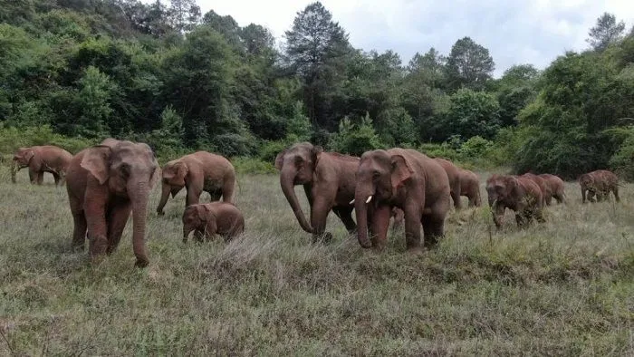 Imagem ilustrativa da imagem Elefantes que caminharam 500 km na China fazem trajeto de volta a reserva