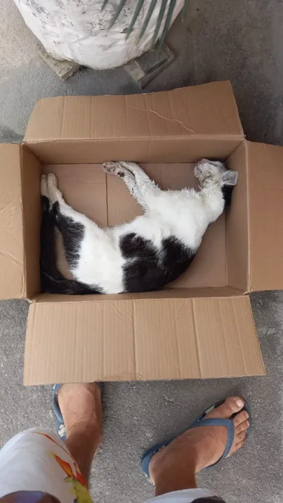 Imagem ilustrativa da imagem CPI investiga morte de 16 gatos em Linhares