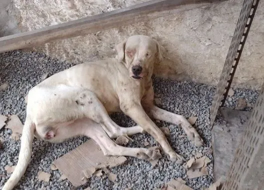 Imagem ilustrativa da imagem Cães e gatos em situação de maus-tratos são resgatados na Serra