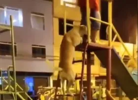 Imagem ilustrativa da imagem Vídeo de cão brincando em escorregador viraliza nas redes sociais