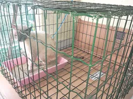 Imagem ilustrativa da imagem Fungo causa doença em gatos