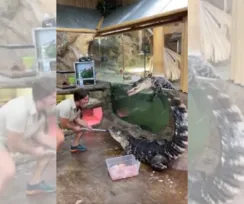 Imagem ilustrativa da imagem VÍDEO | Jacaré foge de tanque e surpreende tratadora