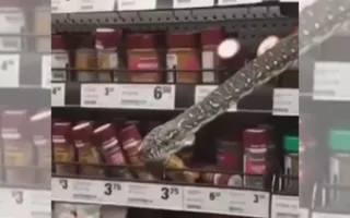 Imagem ilustrativa da imagem VÍDEO | Mulher encontra cobra de 3 metros em prateleira de supermercado