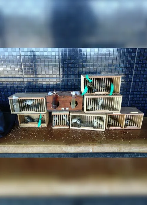 Imagem ilustrativa da imagem Transporte ilegal de aves silvestres é flagrado pela Guarda Municipal em ônibus de viagem