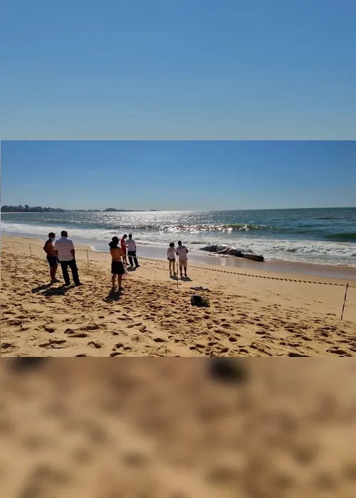 Imagem ilustrativa da imagem VÍDEO | Baleia-jubarte de mais de 10 metros é encontrada morta em Guarapari