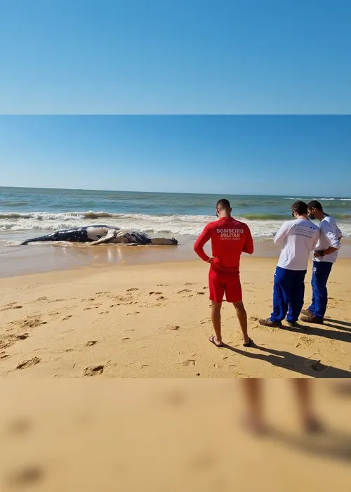 Imagem ilustrativa da imagem VÍDEO | Baleia-jubarte de mais de 10 metros é encontrada morta em Guarapari
