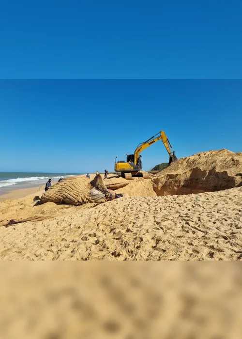 Imagem ilustrativa da imagem ES já registra 15 baleias mortas e preocupa comunidade científica