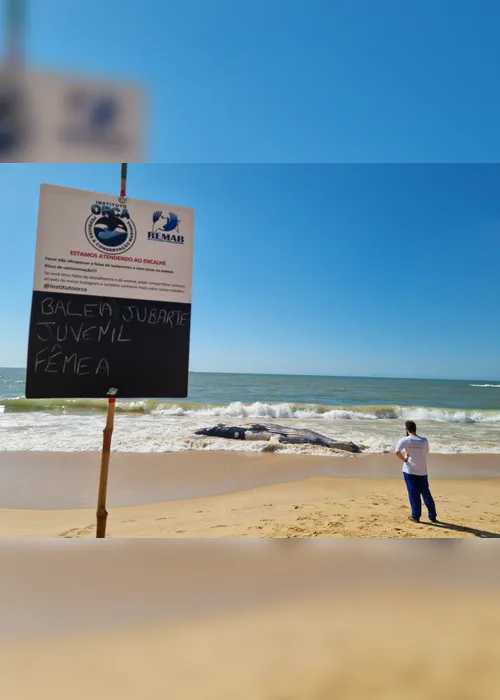Imagem ilustrativa da imagem ES já registra 15 baleias mortas e preocupa comunidade científica