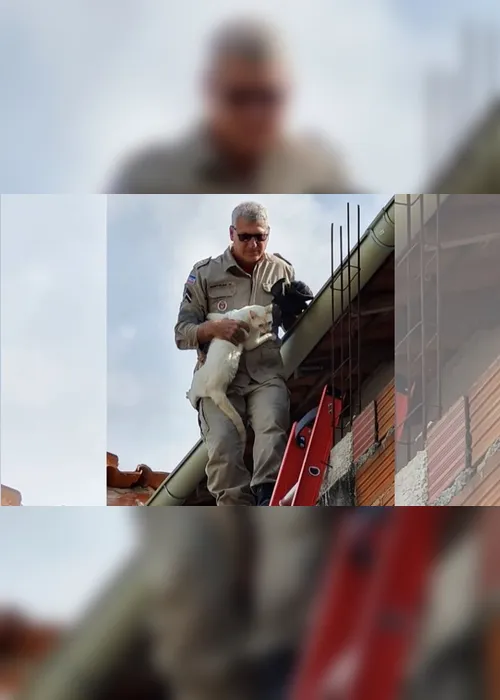 Imagem ilustrativa da imagem Bombeiros resgatam gato que ficou preso em telhado