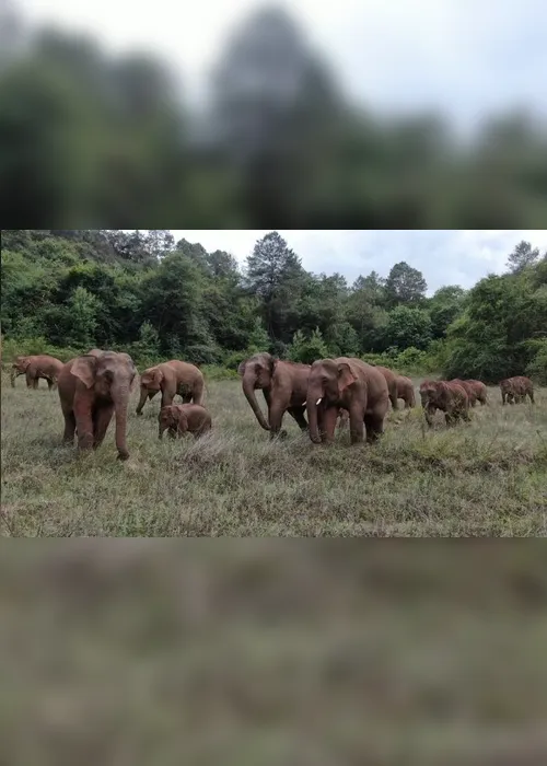 Imagem ilustrativa da imagem Elefantes que caminharam 500 km na China fazem trajeto de volta a reserva