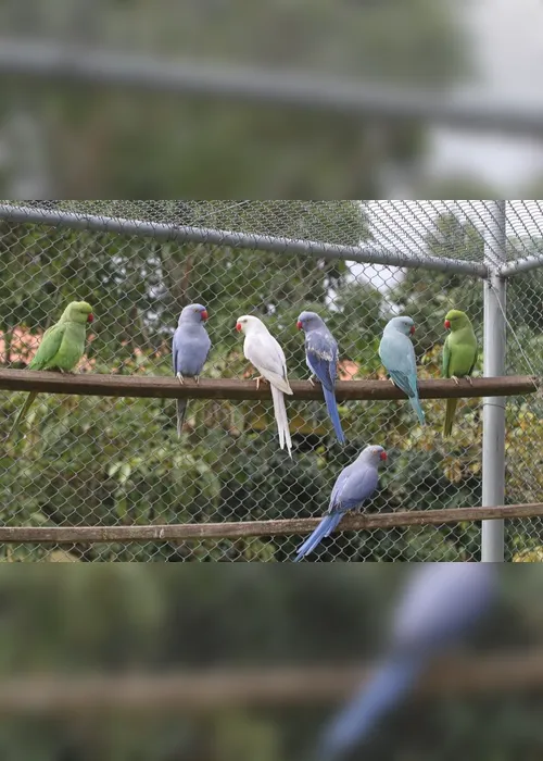 Imagem ilustrativa da imagem Empresas criam de aves exóticas a ratos de estimação