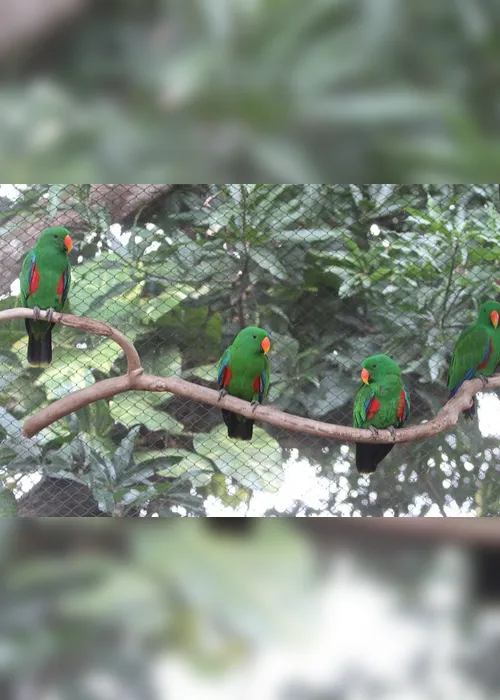 Imagem ilustrativa da imagem Empresas criam de aves exóticas a ratos de estimação