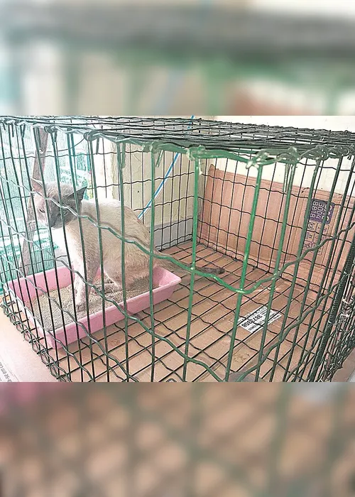 
          Imagem ilustrativa da imagem Fungo causa doença em gatos
          