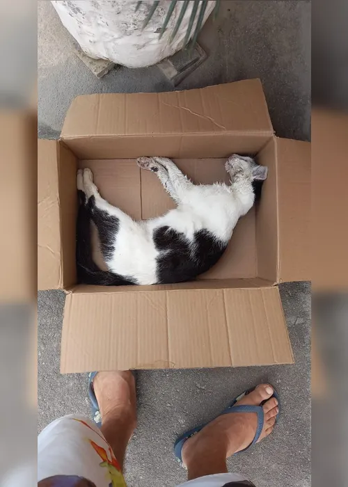 Imagem ilustrativa da imagem CPI investiga morte de 16 gatos em Linhares