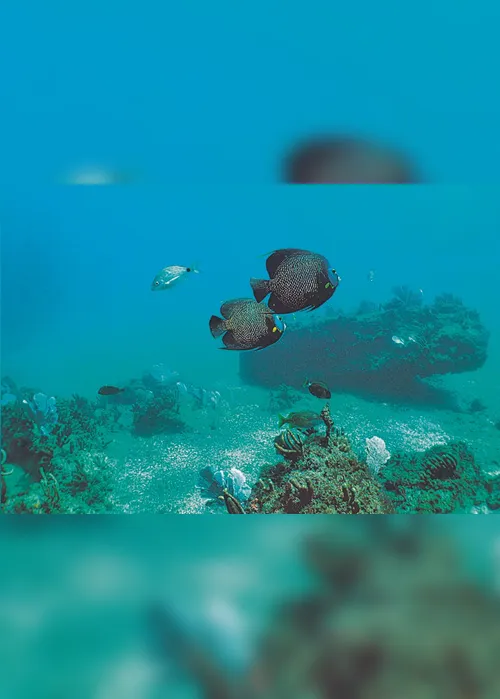 
          Imagem ilustrativa da imagem Descobertas 200 espécies em navios encalhados
          