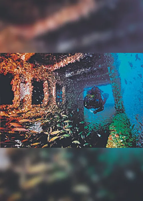 
          Imagem ilustrativa da imagem Descobertas 200 espécies em navios encalhados
          