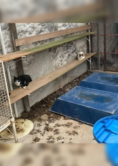 Imagem ilustrativa da imagem Cães e gatos em situação de maus-tratos são resgatados na Serra