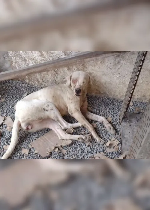 Imagem ilustrativa da imagem Cães e gatos em situação de maus-tratos são resgatados na Serra