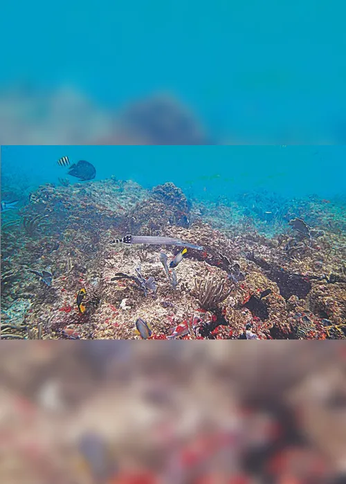 
          Imagem ilustrativa da imagem Descobertas 200 espécies em navios encalhados
          