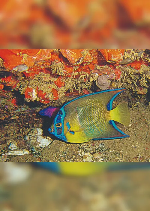 
          Imagem ilustrativa da imagem Descobertas 200 espécies em navios encalhados
          