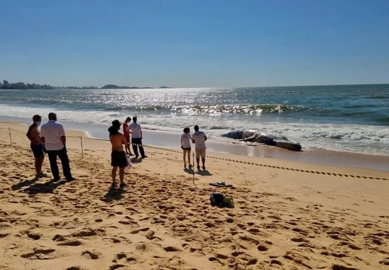 Pessoas observam o animal morto na beira da praia