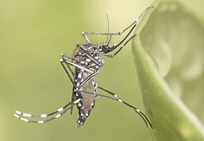 Mosquito é transmissor do vírus
