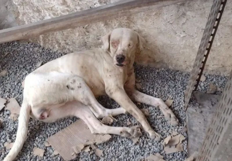 Cães e gatos foram resgatados no bairro Chácara Parreiral, na Serra