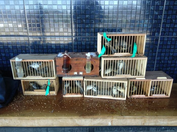 Pássaros foram apreendidos (Foto: Divulgação Guarda Municipal de Viana )