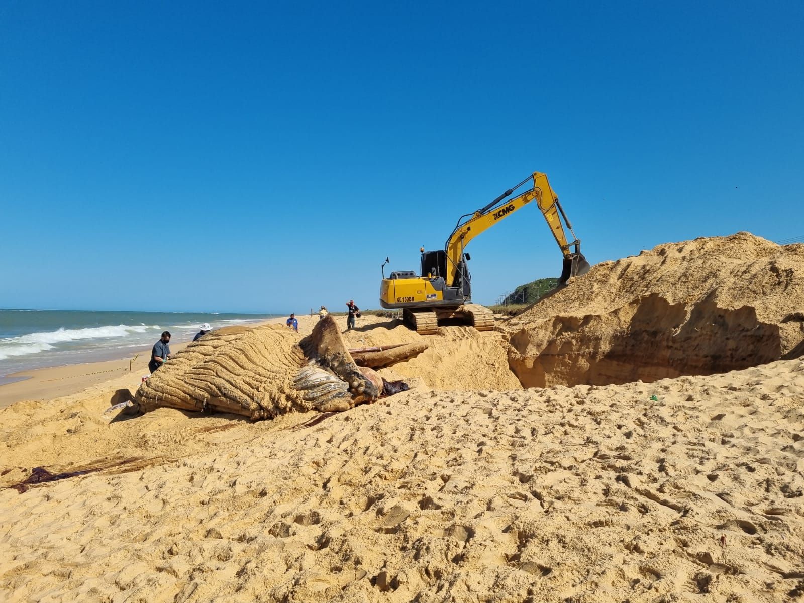 Baleia jubarte morta (Foto: Divulgação/ Instituto Orca)