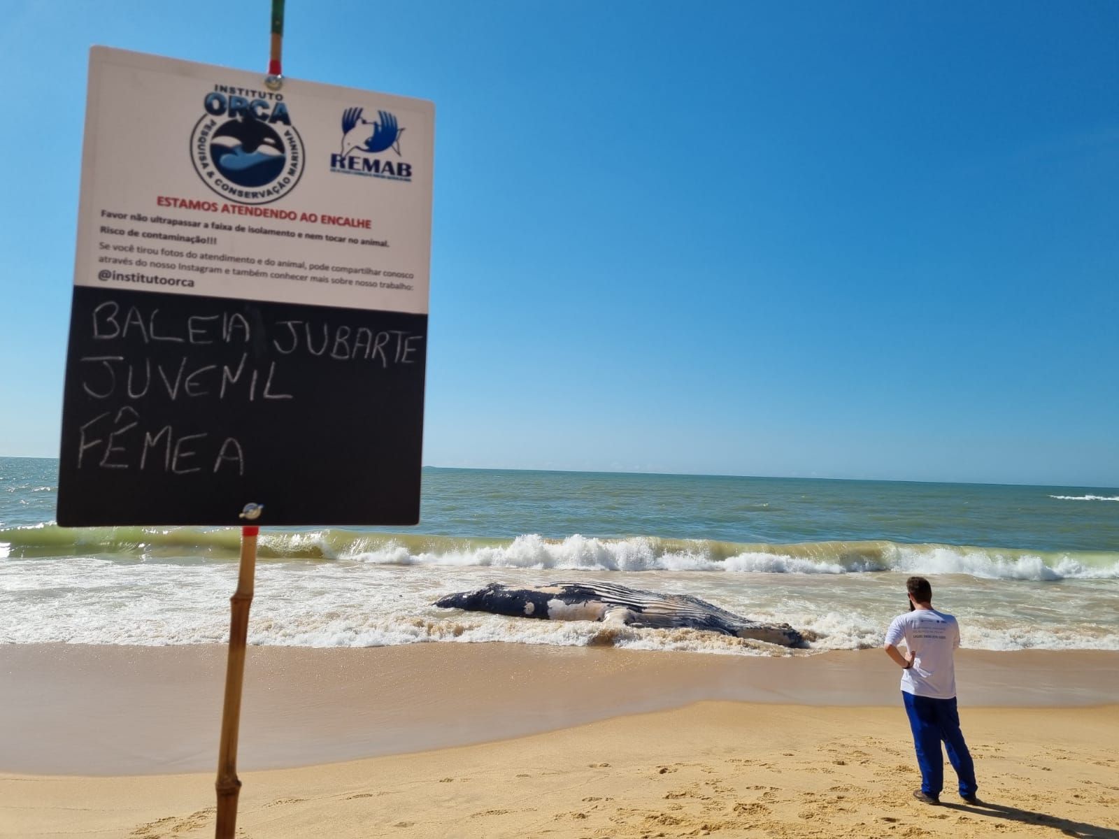 Baleia jubarte morta em Guarapari (Foto: Divulgação/ Instituto Orca)