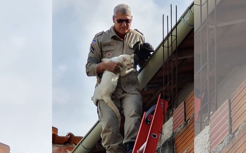O gato ficou preso por três dias em um telhado, que fica a cerca de 8 metros de altura, e precisou ser resgatado (Foto: Reprodução/ Suzy Faria)