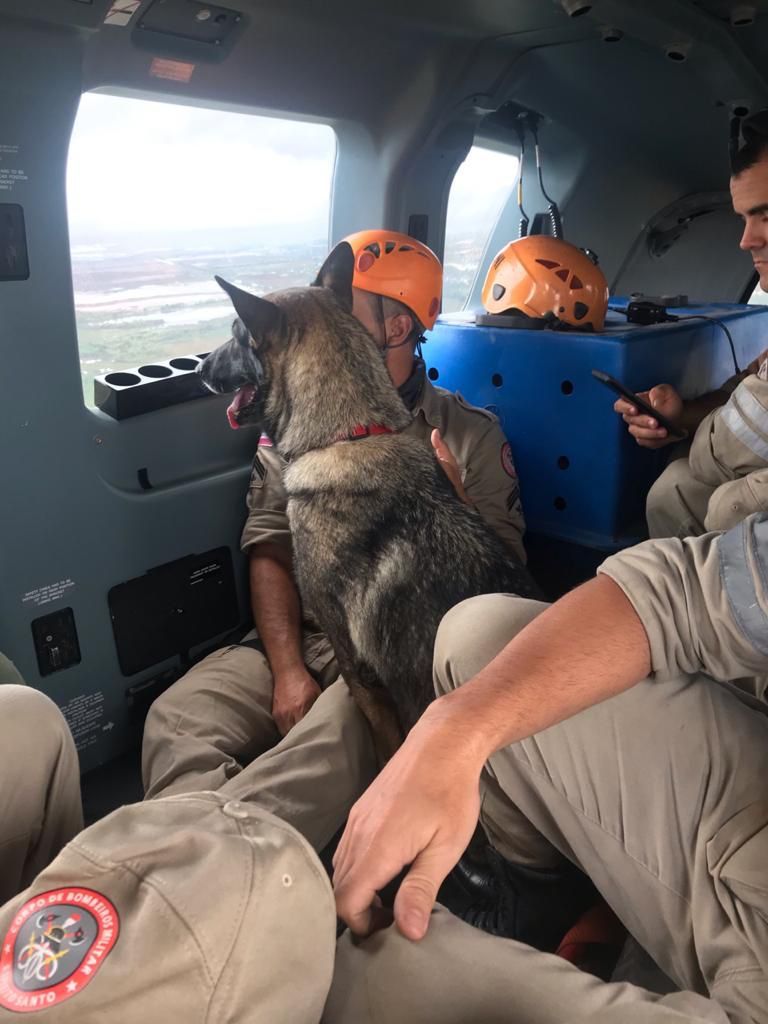 Cães do Corpo de Bombeiros foram aposentados (Foto: Divulgação/ Sesp)