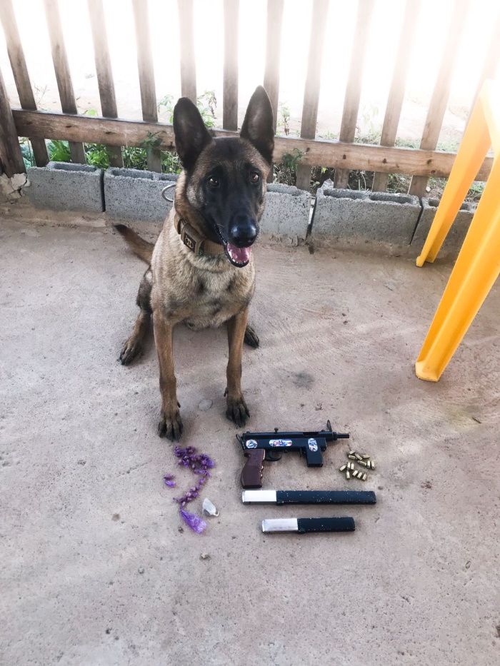 Operação contou com apoio do K-9 da Polícia Militar (Foto: Divulgação Guarda Municipal de Vila Velha)