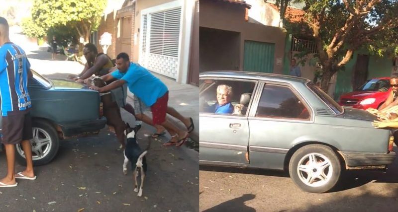 Enquanto cachorro empurra o carro, o gatinho fica só na folga (Foto: Reprodução/Facebook)
