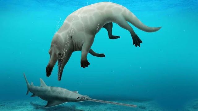 Fóssil de baleia de quatro pernas é encontrado no Egito (Foto: Divulgação/ Dr. Robert W. Bossenecker)