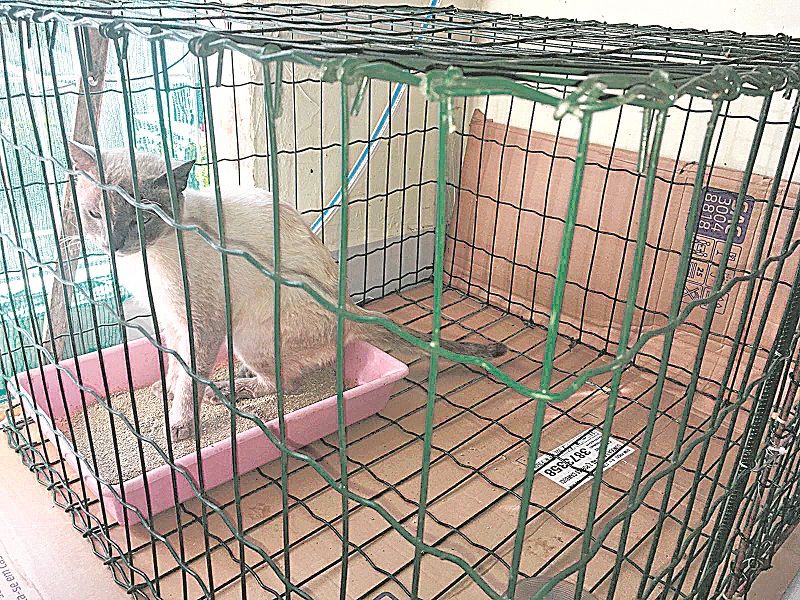 Gato que está em tratamento doméstico após contrair fungo que causa a esporotricose, no bairro Santa Mônica (Foto: Vanessa Bahiense Fiorotti)