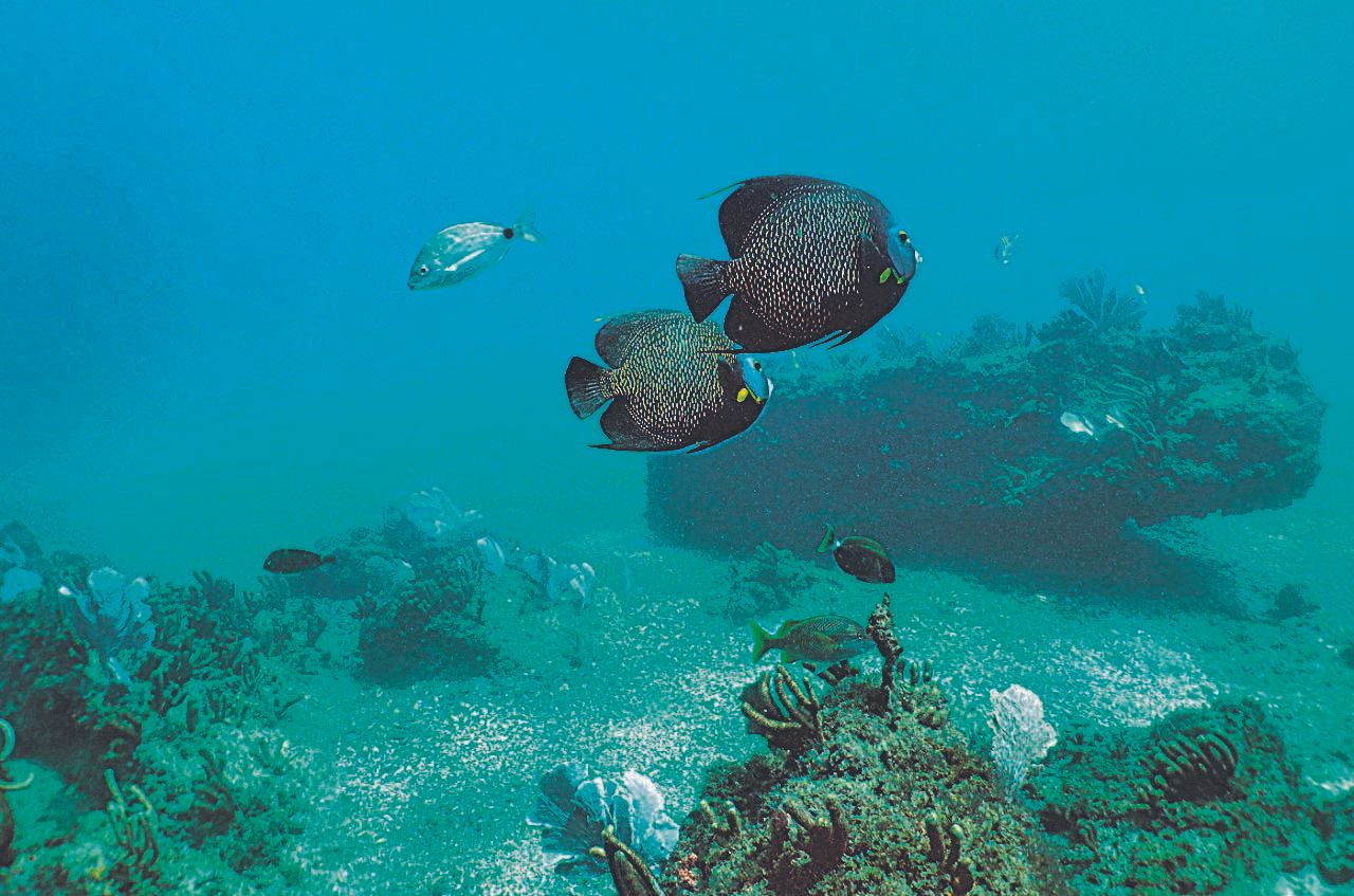 Peixes da espécie cirurgião são encontrados de várias cores. (Foto: Julio Yaber/ Atlantes)