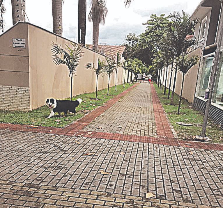 Alameda, na Mata da Praia, por onde motos e cães circulam livremente (Foto: Pedro Vieira Carrancho)