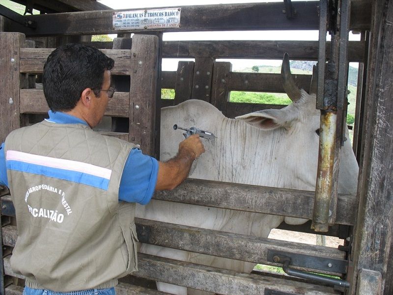 Médico veterinário do Idaf fazendo aplicação de vacina contra febre aftosa (Foto: Reprodução/Idaf)