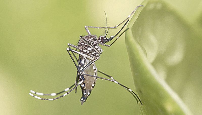 Mosquito é transmissor do vírus do Nilo Ocidental (Foto: Arquivo / AT)