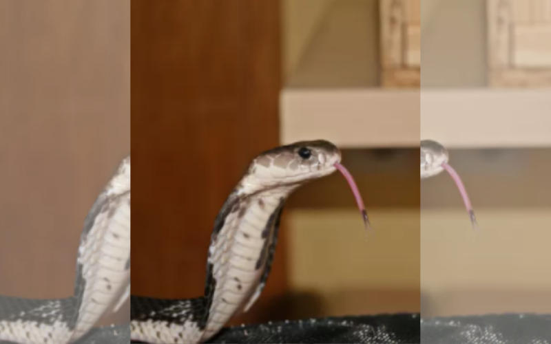 O animal estava morto, mas seu corpo fez um movimento de reflexo (Foto: Reprodução/Danny S.)