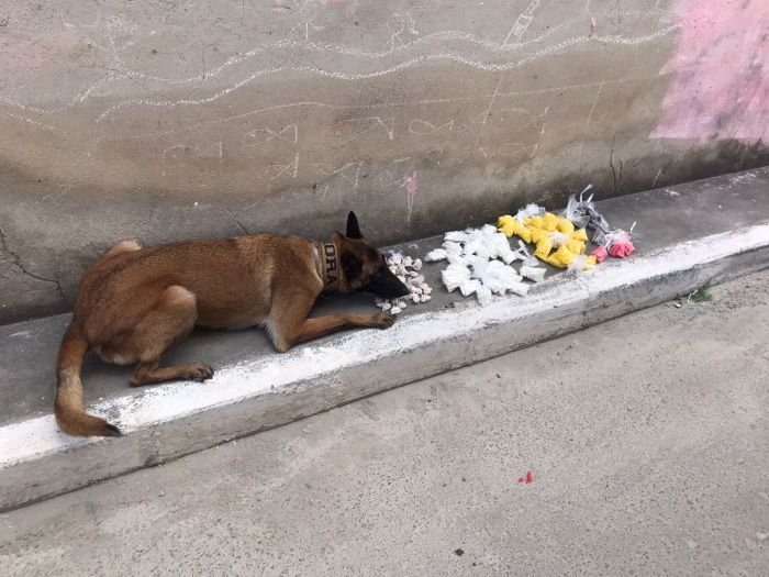 Drogas foram localizadas pelo K-9 da Polícia Militar (Foto: Divulgação Guarda Municipal de Vila Velha)