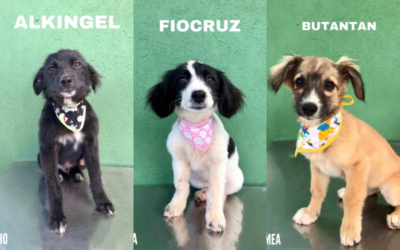 Três dos cachorrinhos que estavam disponíveis para adoção (Foto: Reprodução/Facebook)
